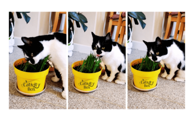 Lets talk cat grass