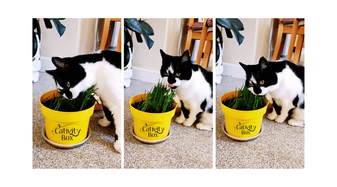 Black and white cat eating a pot of cat grass