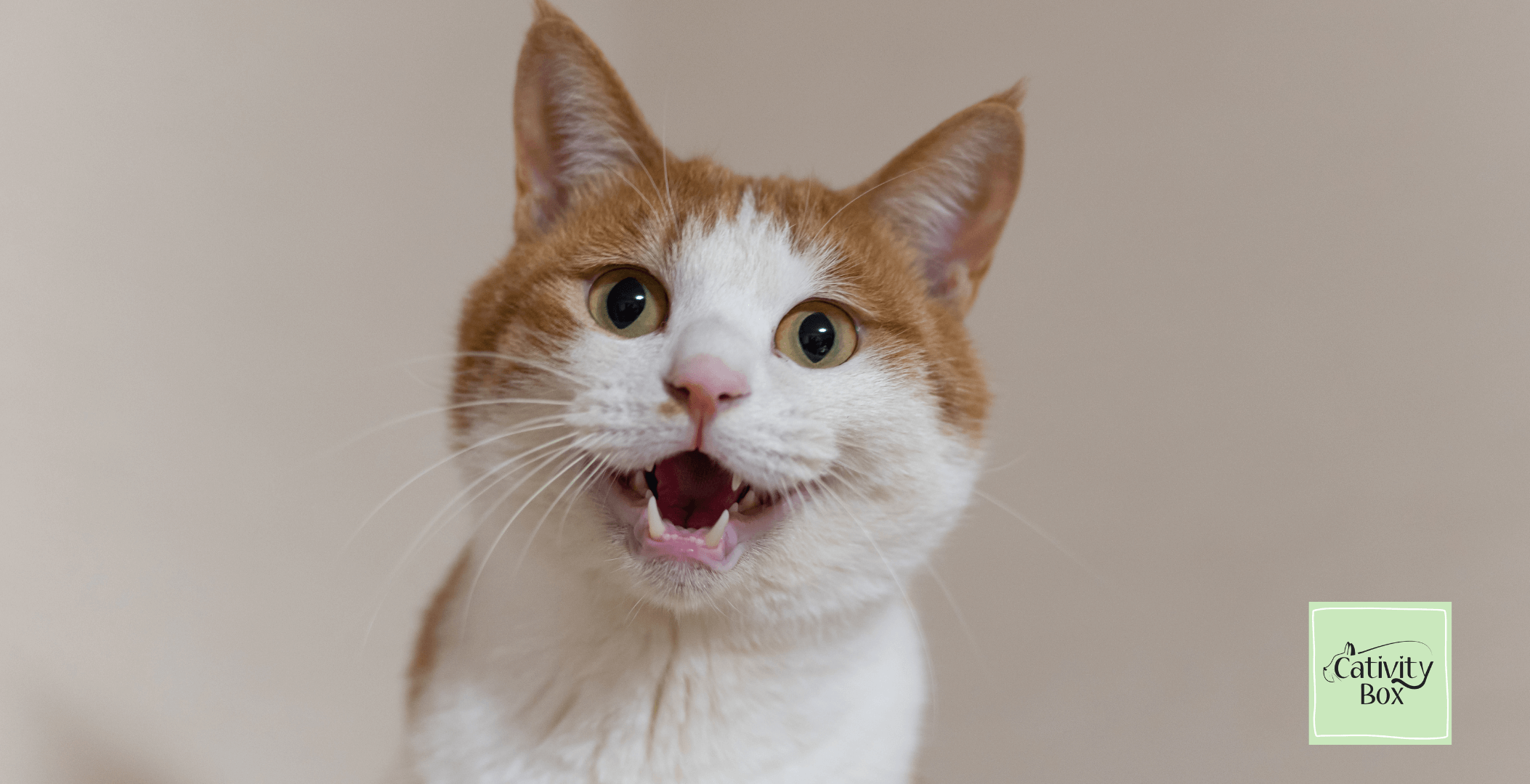 Happy cat