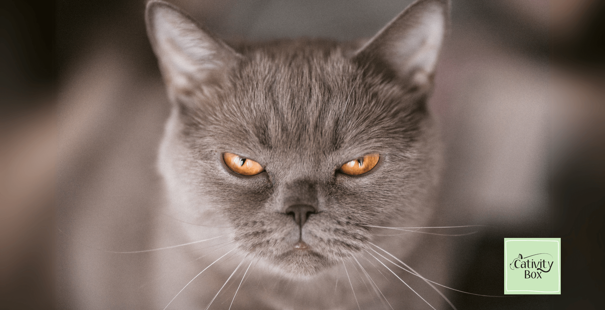 grumpy cat
