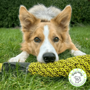 Durable Dog Toys