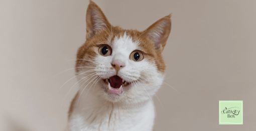 Happy Cat on a cream background. 