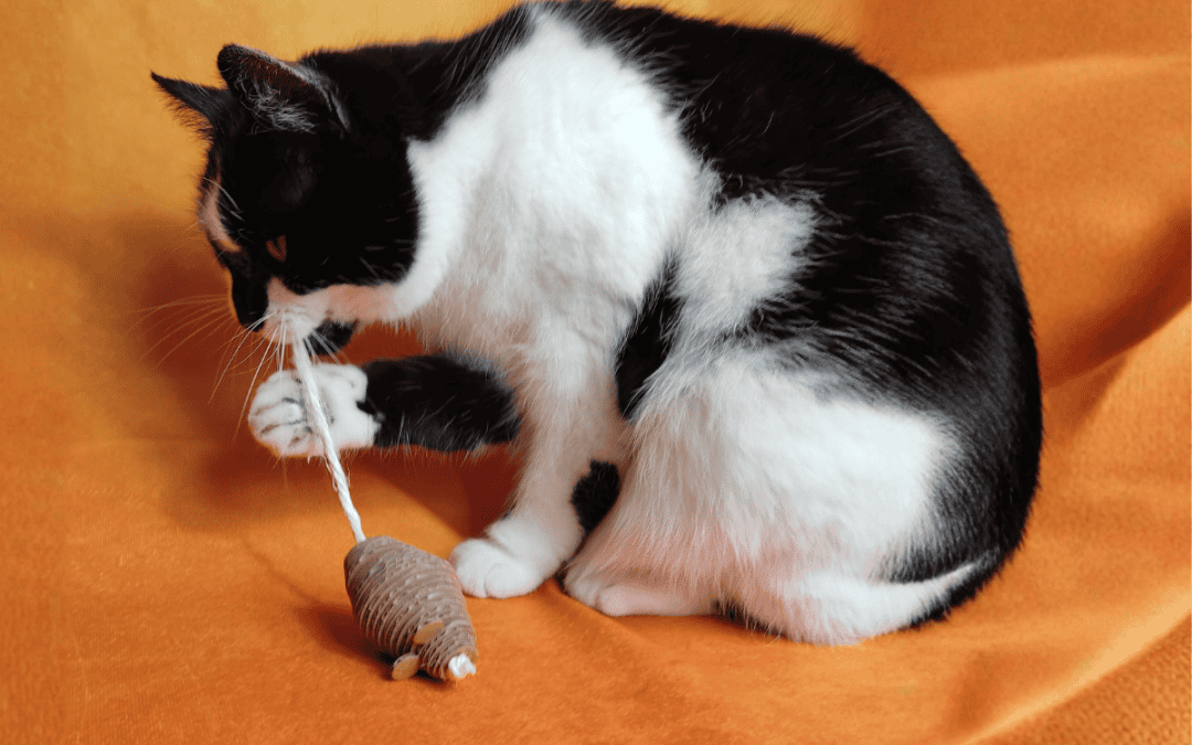 Cat playing with toy - Cativity Box