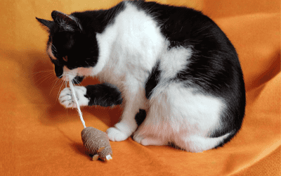 What Times Do Cats Play? A Practical Guide to Play Time With Cats