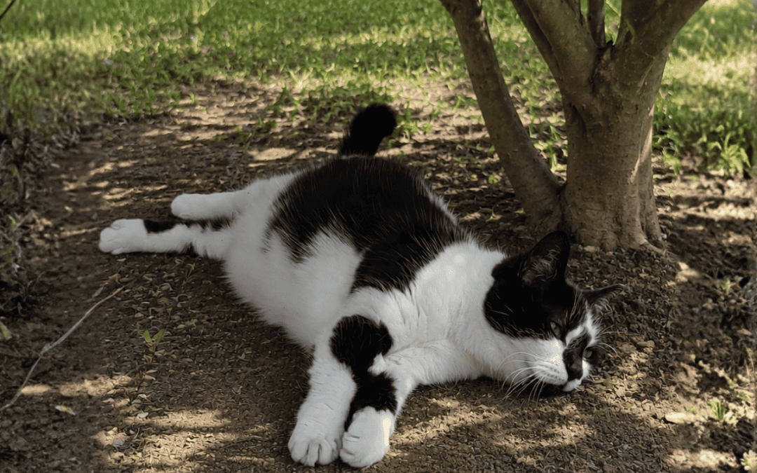 Black and white cat lying stretched out on cool shaded soil under an apple tree to stay cool in hot weather