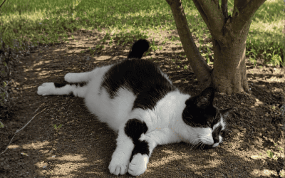 How To Keep Your Cat Cool In A Heatwave