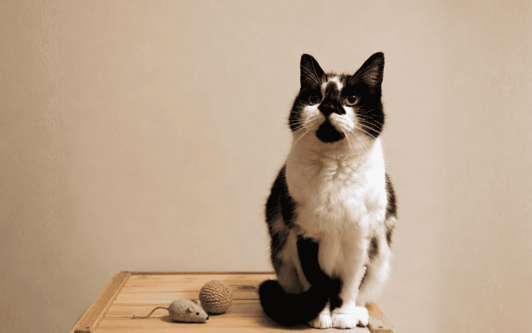 Cat sitting on a wooden crate with a toy mouse.