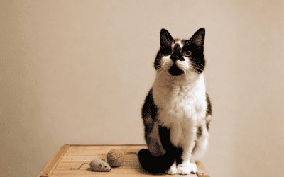 Why Does My Cat Want To Play At Night?