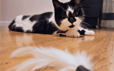 Why Won’t My Cat Play? (It’s Probably Not What You Think)